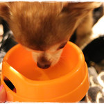 牛たん よし田 - あっという間に完食！