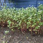 そば舎 あお - 蕎麦の花が