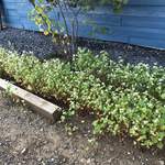 そば舎 あお - 蕎麦が育ってきた