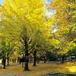 季の葩 中野店 - こんな景色を見ながら食べましたよ！