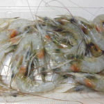 本庄鮮魚センター - しばえび