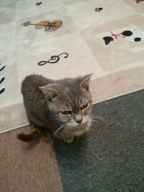 猫カフェ ロンロン By No Warning 猫カフェ ロンロン Ronron 大街道 その他 食べログ 猫カフェ ロンロン By No Warning 猫カフェ ロンロン Ronron 大街道 その他 食べログ