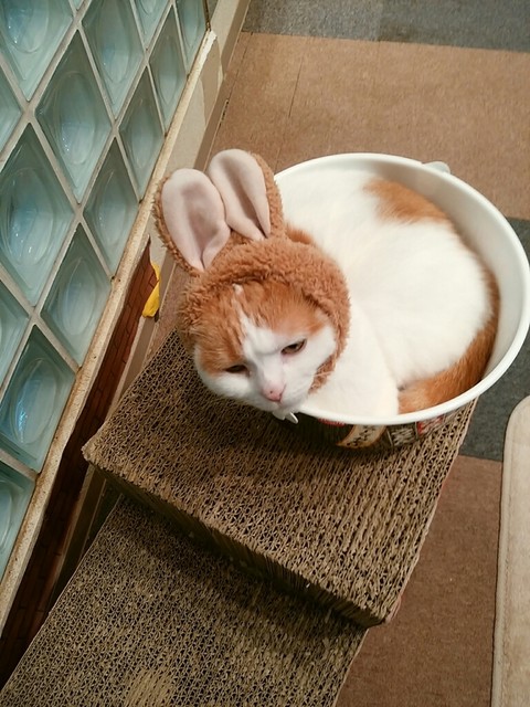 猫カフェ ロンロン By No Warning 猫カフェ ロンロン Ronron 大街道 その他 食べログ 猫カフェ ロンロン By No Warning 猫カフェ ロンロン Ronron 大街道 その他 食べログ