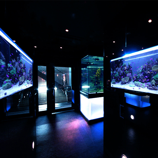 Aquarium個室 青の洞窟 難波店 大阪難波 居酒屋 食べログ