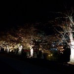 Genya - 弘前城のライトアップ