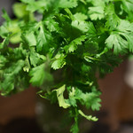 久遠の空 - 2017.11 瓶にドッサリ刺さったパクチー