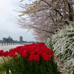 港すし - 駅から港すしまで歩きました。いい景色！