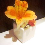 カランドリエ - 201102再訪問