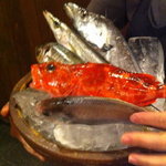 魚 しんのすけ - 煮魚と焼き魚のご指名を！