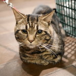 むーにゃん（マンチカン）