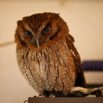 久遠の空 - 福ちゃん（ミミズク）