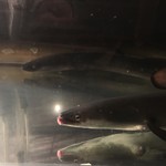 にょろ助 瓢六亭 - 八郎潟産天然鰻