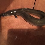 にょろ助 瓢六亭 - 八郎潟産天然鰻