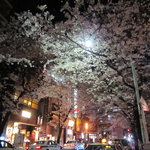 富士屋本店 ワインバー - 店前の桜並木