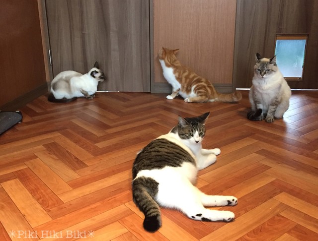 猫カフェとフォトスタジオとカフェ By ぴきひきびき 壱里山カフェ 行田 カフェ 食べログ 猫カフェとフォトスタジオとカフェ By ぴきひきびき 壱里山カフェ 行田 カフェ 食べログ