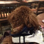 アガリコ 新宿 オリエンタルビストロ - 店内をじっと見つめるＣｈｅｒｉｅ