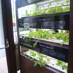 KAITEKI CAFE - 店内にはなんと植物工場が！