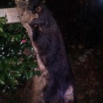 かたつむり - 熊　毛皮