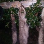 かたつむり - ハクビシン