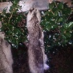 かたつむり - テン