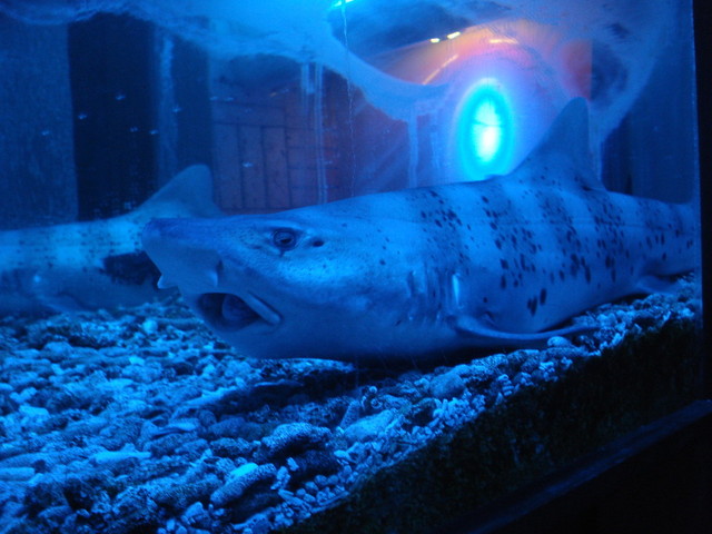 Deep Blue Yokohama Kannai Isezakicho Italian Tabelog