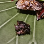 丸萬寿司 - 秋刀魚の味醂干し　肝が添えられています