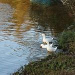 prato cafe - カフェのアイドル　びよちゃん達　2017.11