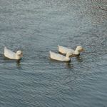 prato cafe - 鴨池を泳ぐ　ぴよちゃん達　2017.11