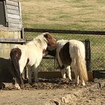 ペンション もみの木 - 