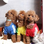 Dog Cafe aRC-eN-CieL - 