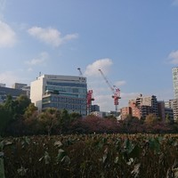 東天紅 上野店 - 不忍池からの東天紅