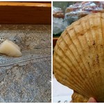 寿司栄 - 天然のホタテです♪