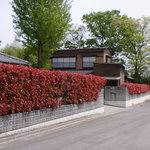 細井 - 生垣の中に