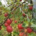 ナカムラフルーツ農園 - リンゴ狩り用のりんご
