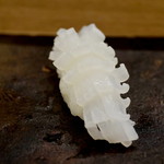 鮨 泰蔵 - 剣先イカ