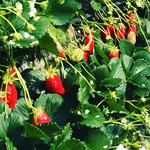 Strawberry Field - 