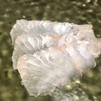 鮨 うえ岡 - すけすけ