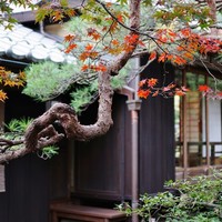 招福樓 本店 - 茶庭