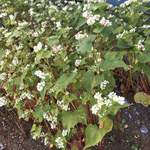 そば舎 あお - 蕎麦の花