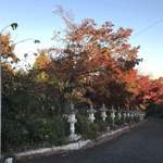 そば舎 あお - 紅葉の季節