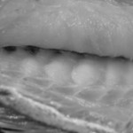 うを徳 - 播州（はりま）明石鯛（あかしだひ）の瘤（こぶ）