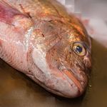 うを徳 - 播州（はりま）明石鯛（あかしだひ）