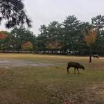 ラ・テラス - 奈良公園