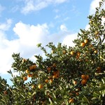 わわ - みかん畑
