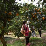 わわ - みかん狩り