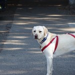 Lappert's Ice Cream - 