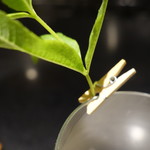 セララバアド - ベルべーヌが