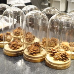 セララバアド - 松ぼっくり