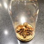 セララバアド - 松ぼっくり