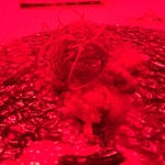 グランド ダイア - 